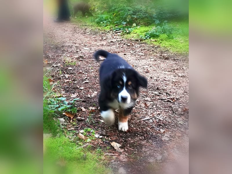 Reinrassige Australian Shepherd Welpen aus einer Spitzenverpaarung mit ASCA Papiere....