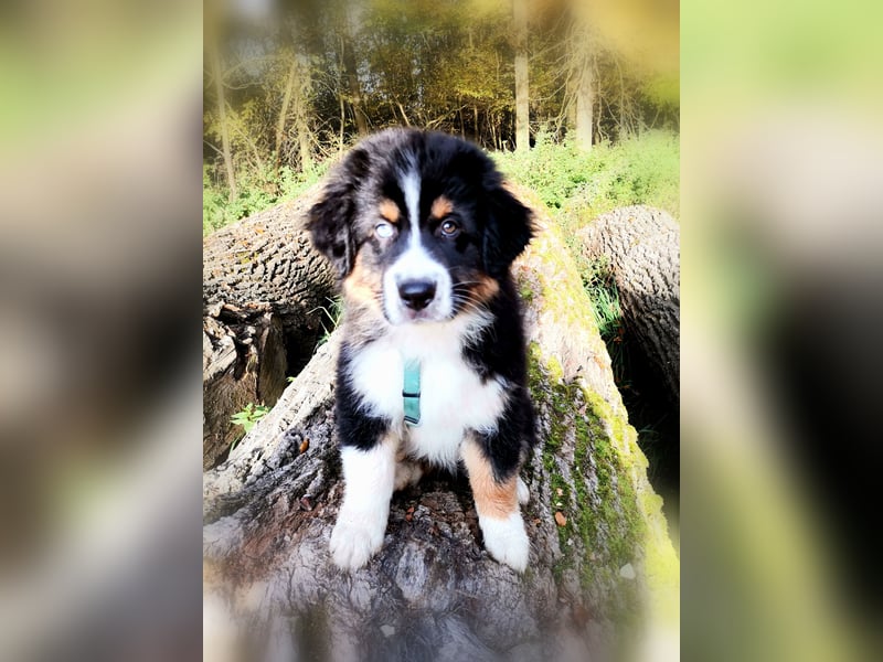 Reinrassige Australian Shepherd Welpen aus einer Spitzenverpaarung mit ASCA Papiere....