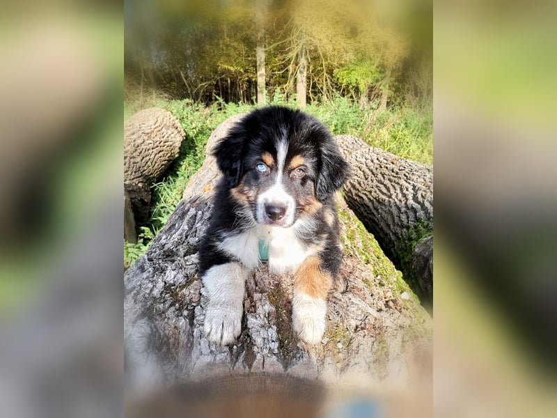 Reinrassige Australian Shepherd Welpen aus einer Spitzenverpaarung mit ASCA Papiere....