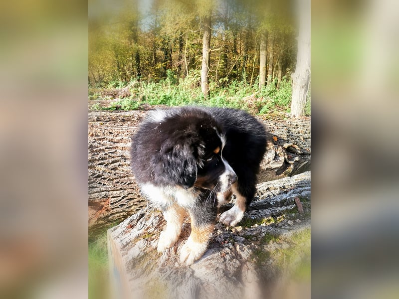 Reinrassige Australian Shepherd Welpen aus einer Spitzenverpaarung mit ASCA Papiere....