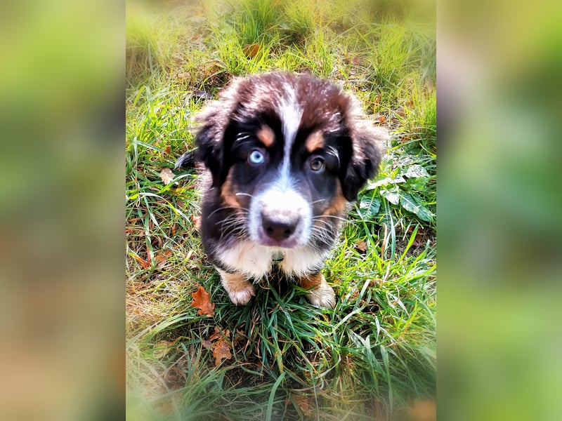 Reinrassige Australian Shepherd Welpen aus einer Spitzenverpaarung mit ASCA Papiere....