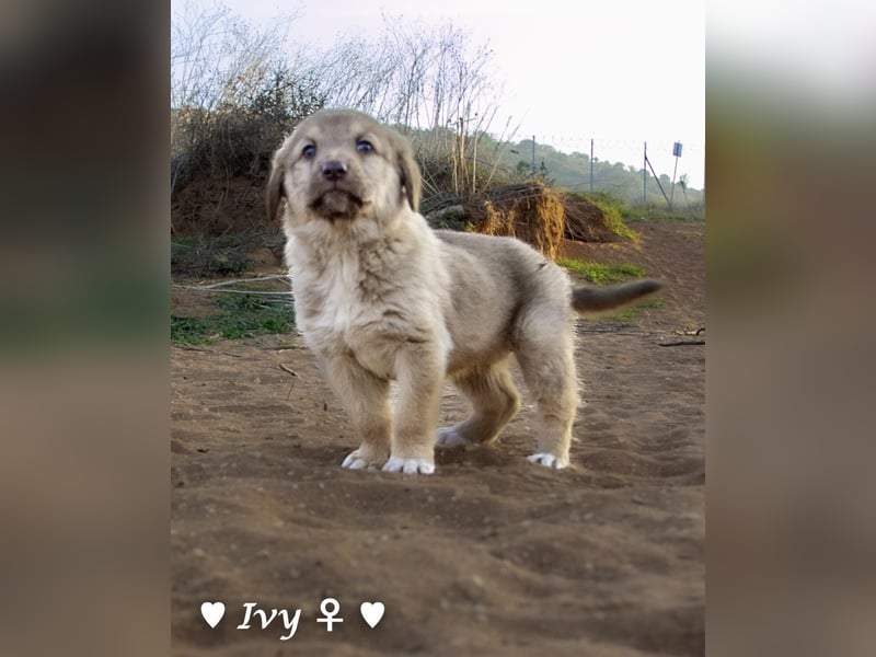 Clyde sucht ein Zuhause