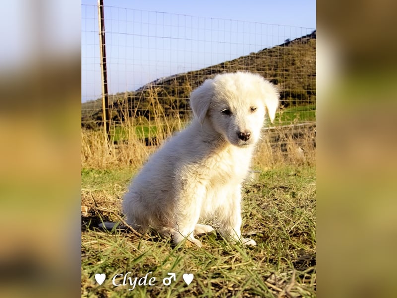 Clyde sucht ein Zuhause