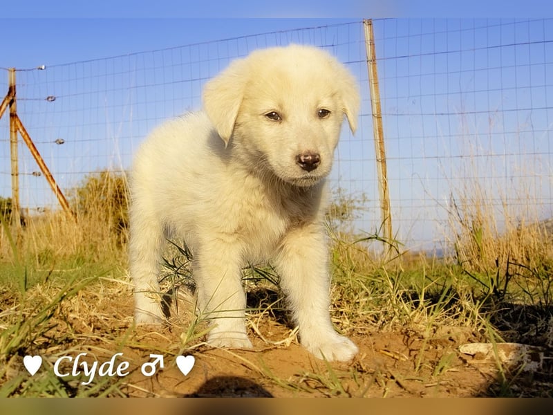 Clyde sucht ein Zuhause