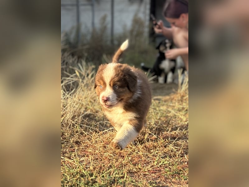 Reinrassige Australian Shepherd Welpen 27.07.2024