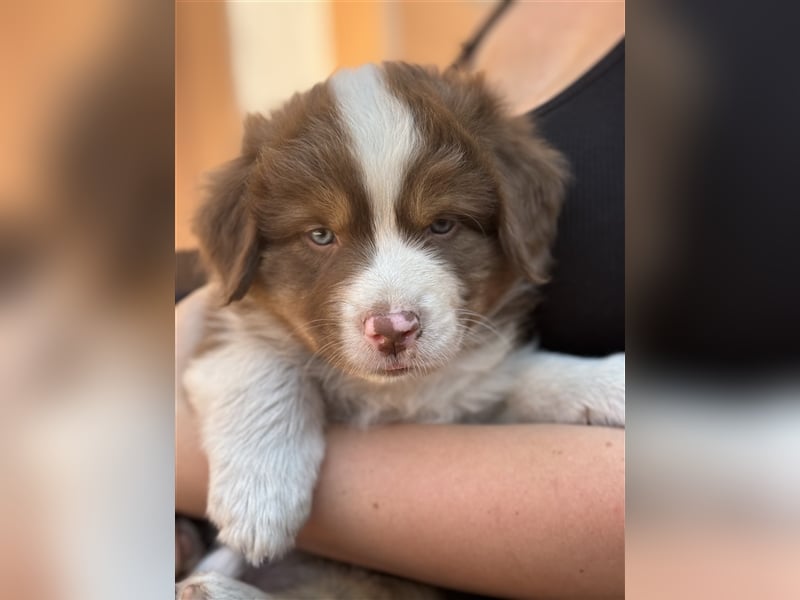 Reinrassige Australian Shepherd Welpen 27.07.2024