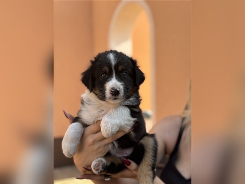 Reinrassige Australian Shepherd Welpen 27.07.2024