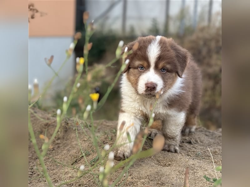 Reinrassige Australian Shepherd Welpen 27.07.2024