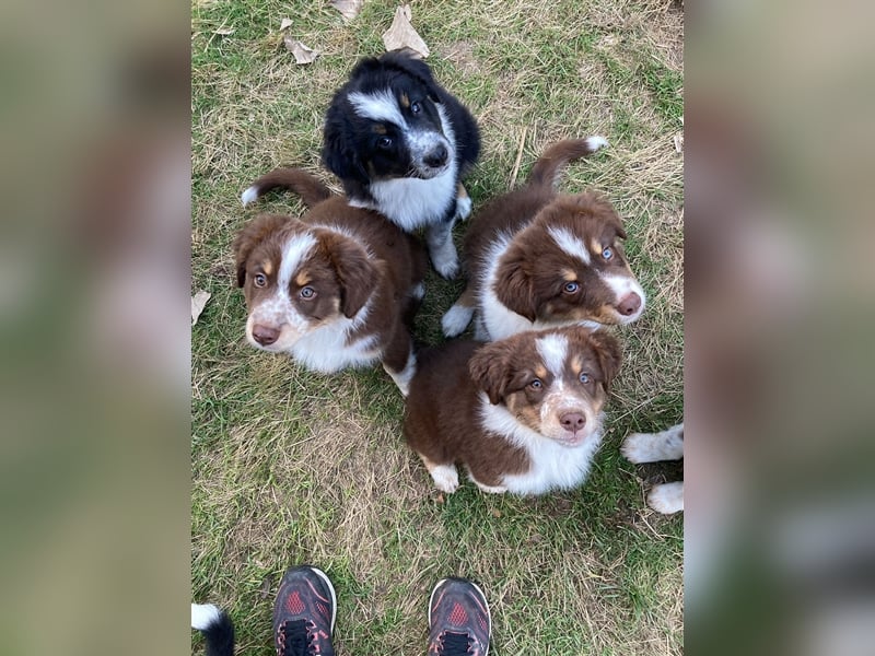 Zuckersüße Australian Shepherd Welpen