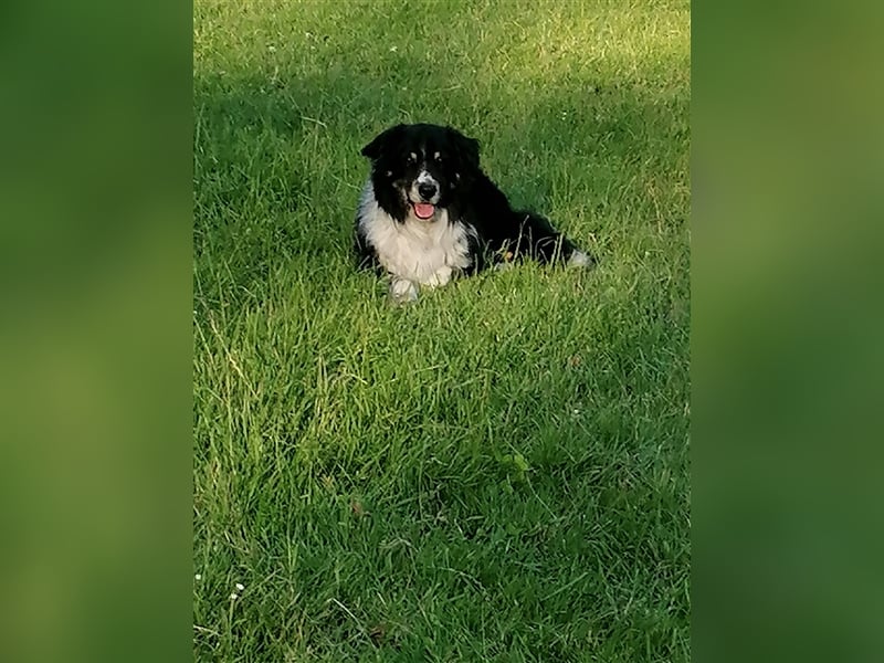 Zuckersüße Australian Shepherd Welpen