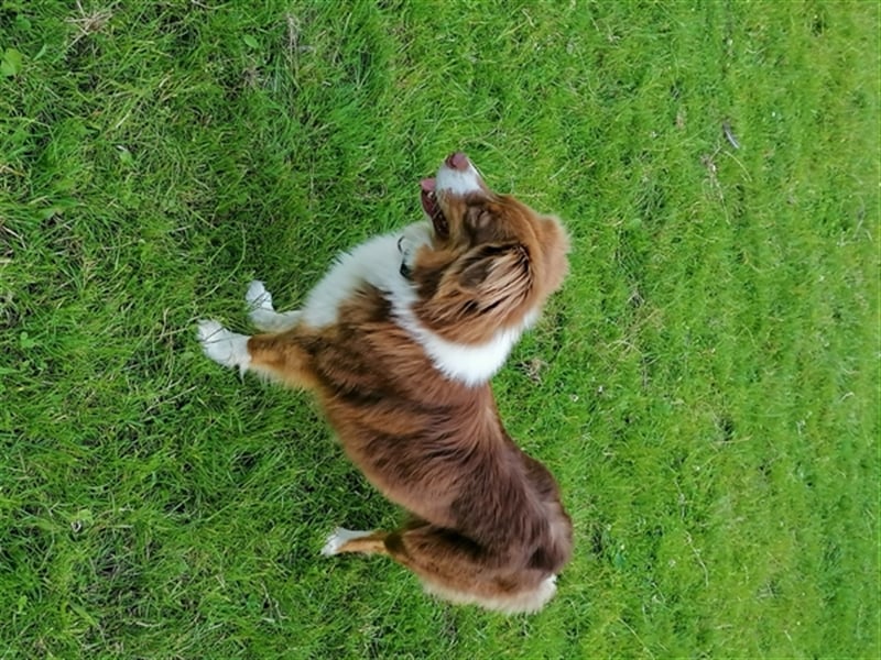 Zuckersüße Australian Shepherd Welpen