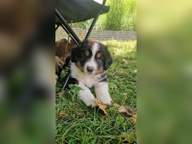 Zuckersüße Australian Shepherd Welpen