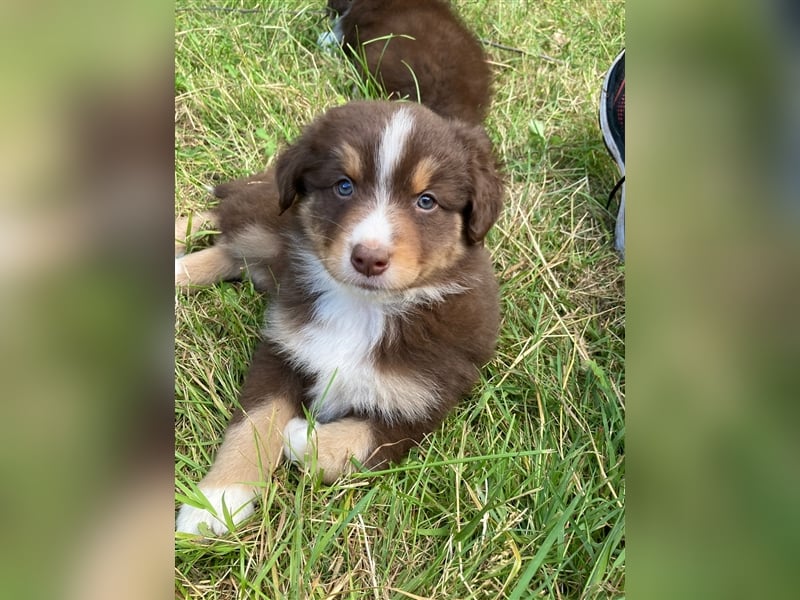 Zuckersüße Australian Shepherd Welpen