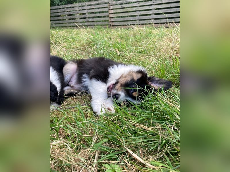 Zuckersüße Australian Shepherd Welpen