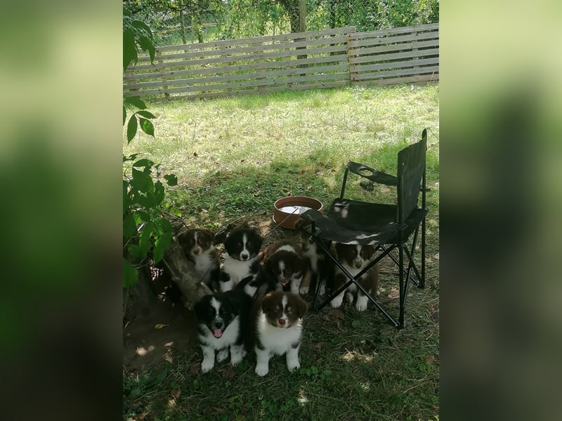 Zuckersüße Australian Shepherd Welpen