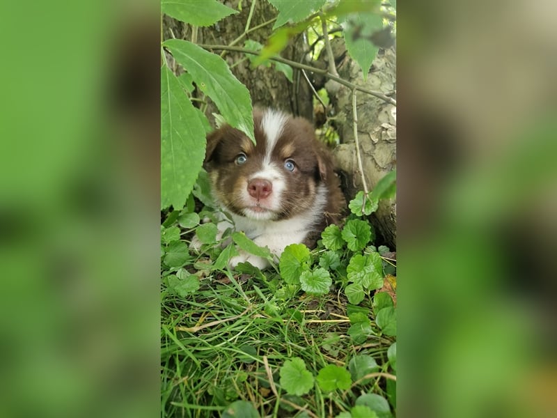 Zuckersüße Australian Shepherd Welpen