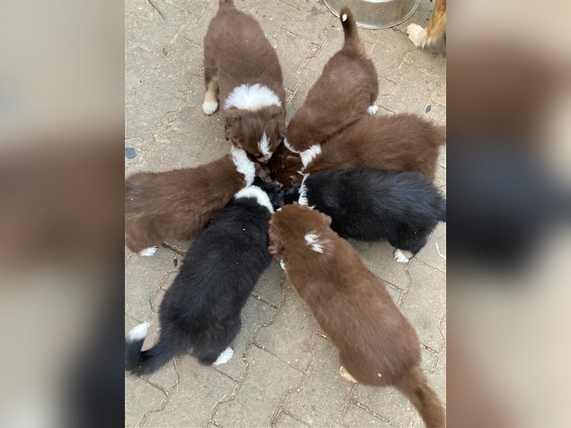 Zuckersüße Australian Shepherd Welpen