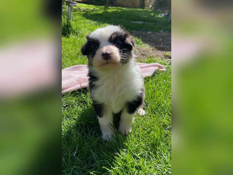 Knuddelige Australian Shepherd Welpen suchen Stellung für's Leben