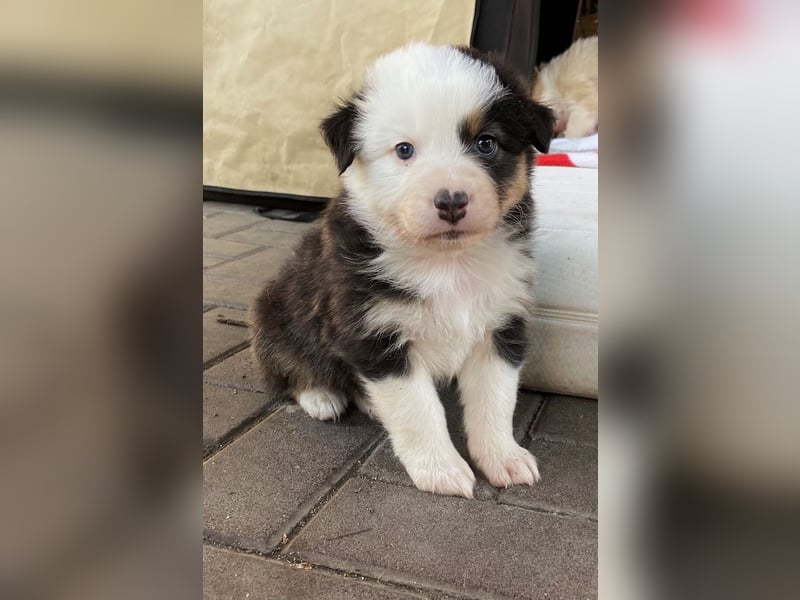 Knuddelige Australian Shepherd Welpen suchen Stellung für's Leben
