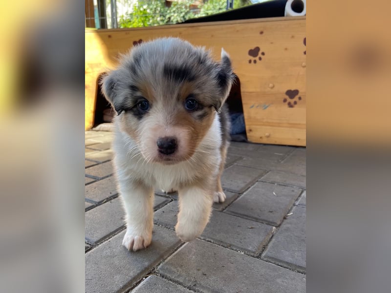 Knuddelige Australian Shepherd Welpen suchen Stellung für's Leben