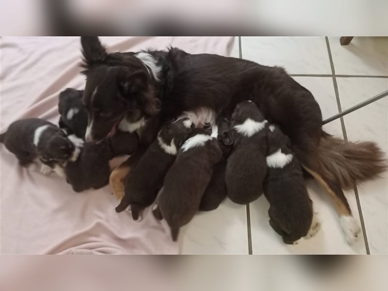 Deckrüde Australian Shepherd