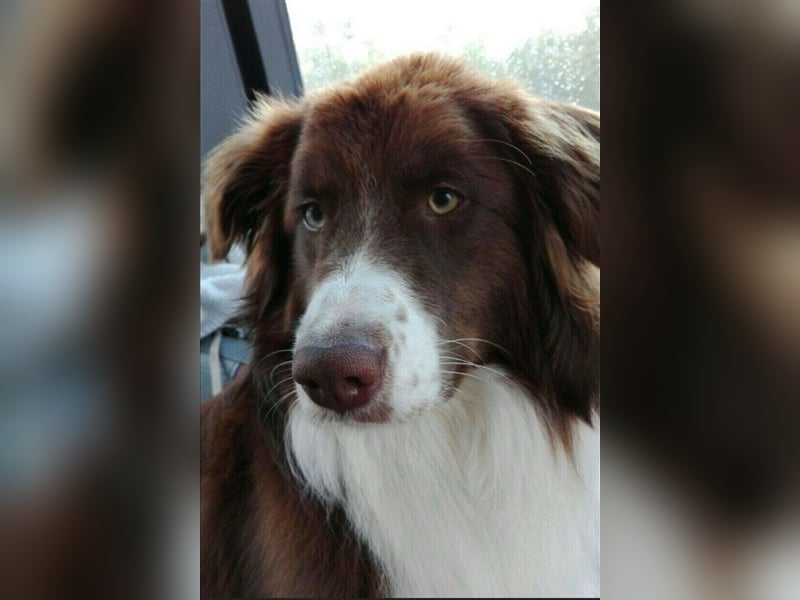 Deckrüde Australian Shepherd