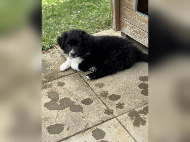 Australian Shepherd Welpen in  Black Bi