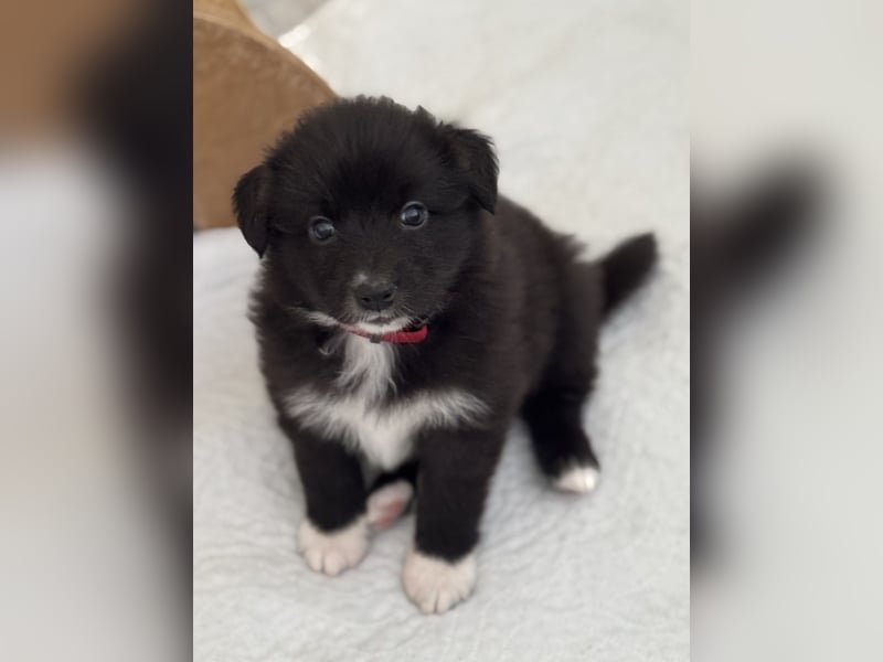 Australian Shepherd Welpen in  Black Bi