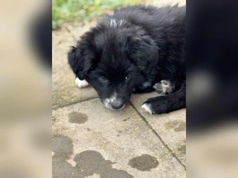 Australian Shepherd Welpen in  Black Bi