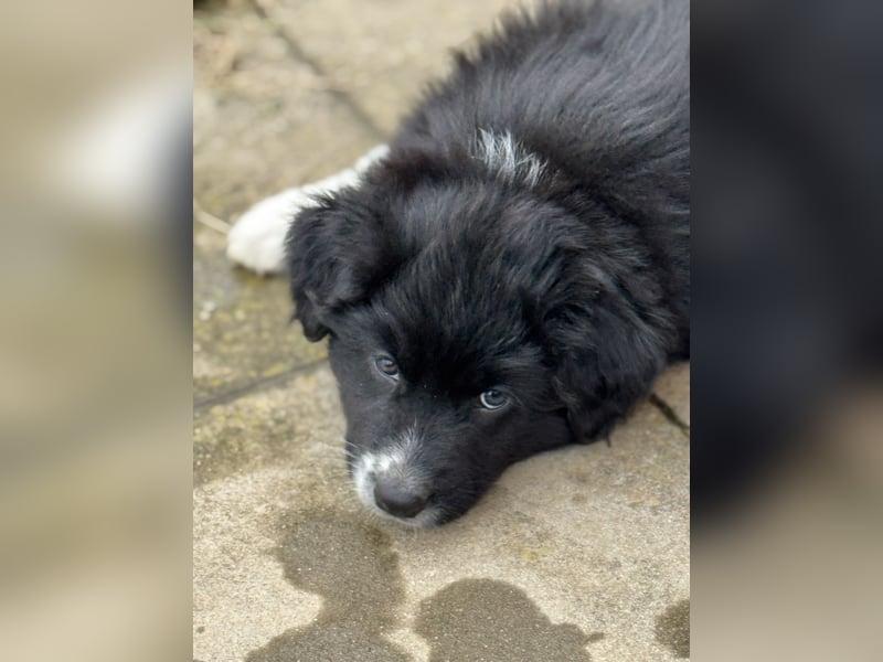 Australian Shepherd Welpen in  Black Bi