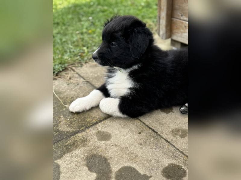 Australian Shepherd Welpen in  Black Bi