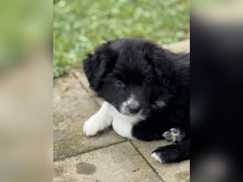 Australian Shepherd Welpen in  Black Bi