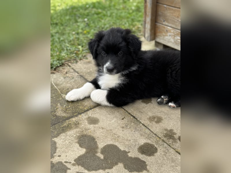 Australian Shepherd Welpen in  Black Bi