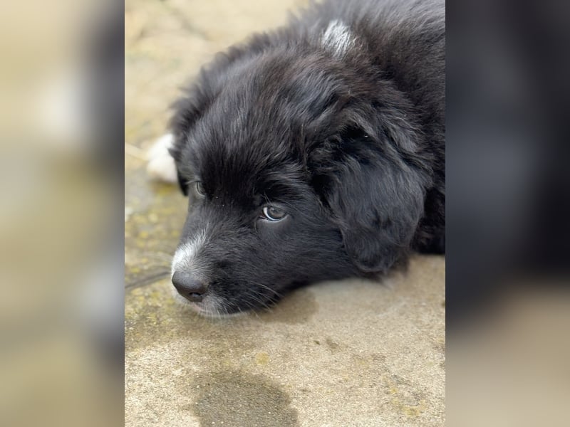 Australian Shepherd Welpen in  Black Bi