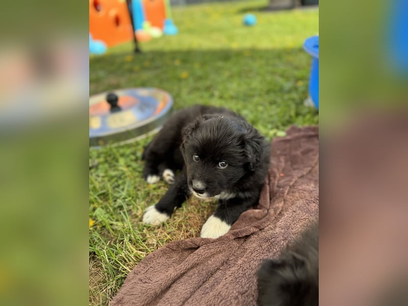 Australian Shepherd Welpen in  Black Bi