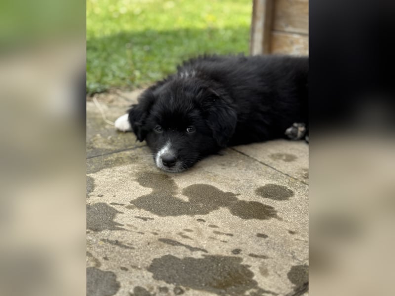 Australian Shepherd Welpen in  Black Bi