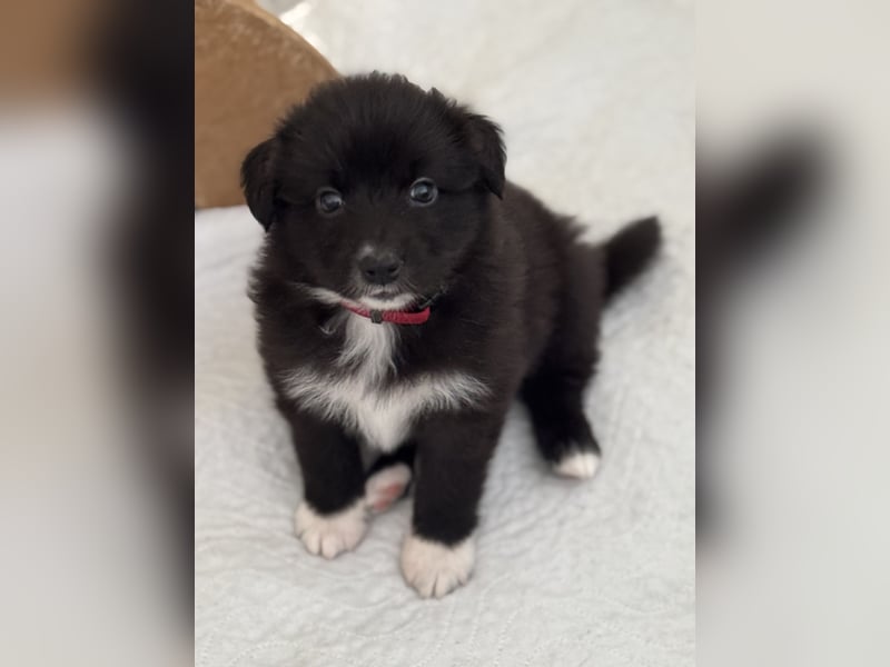 Australian Shepherd Welpen in  Black Bi