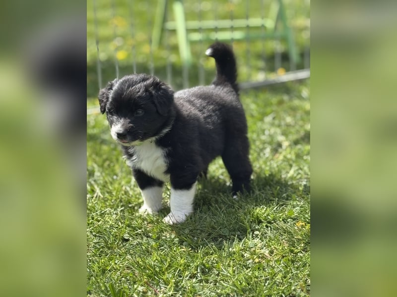 Australian Shepherd Welpen in  Black Bi