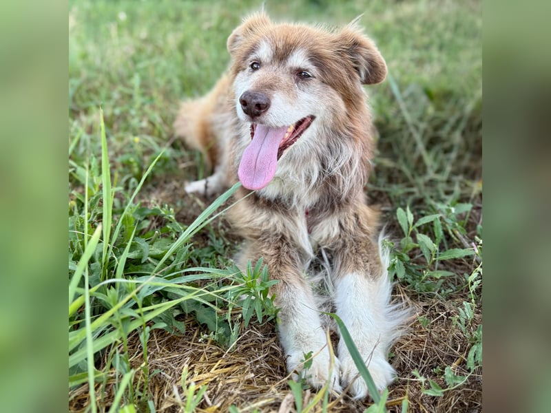 Rusty ein Freund fürs Leben