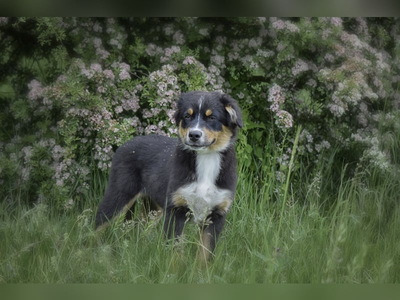 Bezaubernde Australian Shepherd Welpen