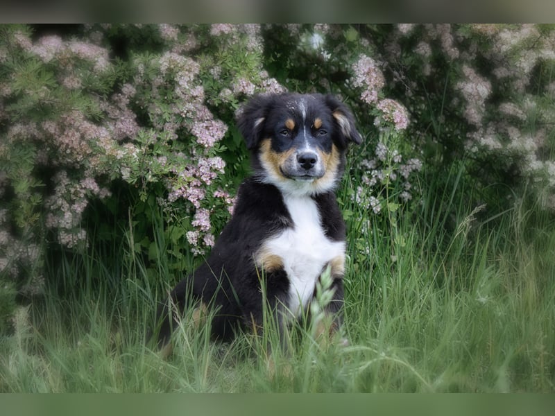 Bezaubernde Australian Shepherd Welpen