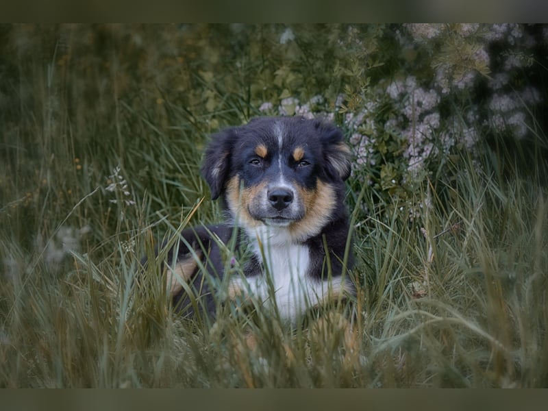 Bezaubernde Australian Shepherd Welpen