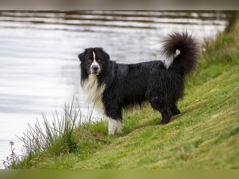 Australian Shepherd Deckrüde "Dust in the Wind vom Obersee"