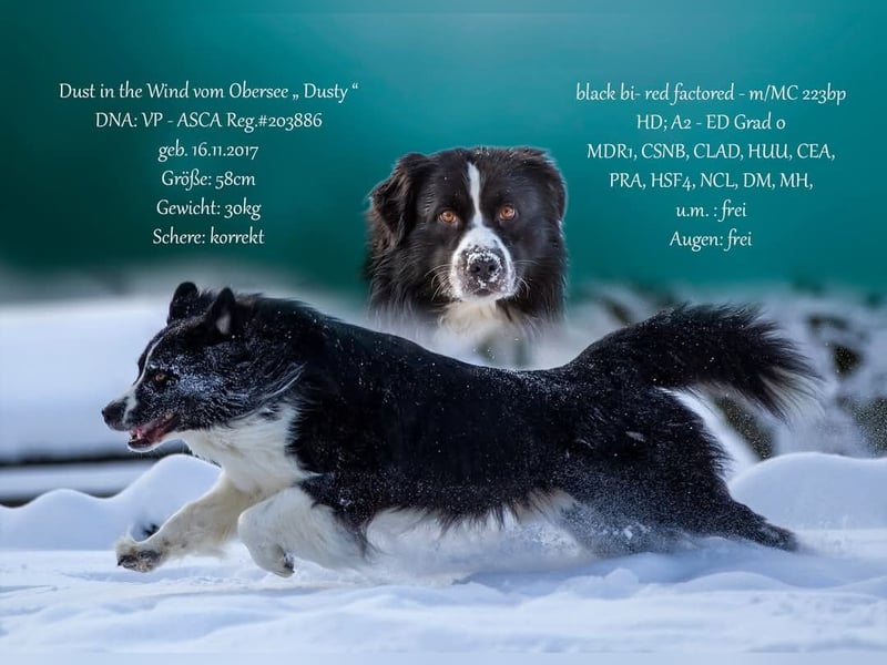 Australian Shepherd Deckrüde "Dust in the Wind vom Obersee"