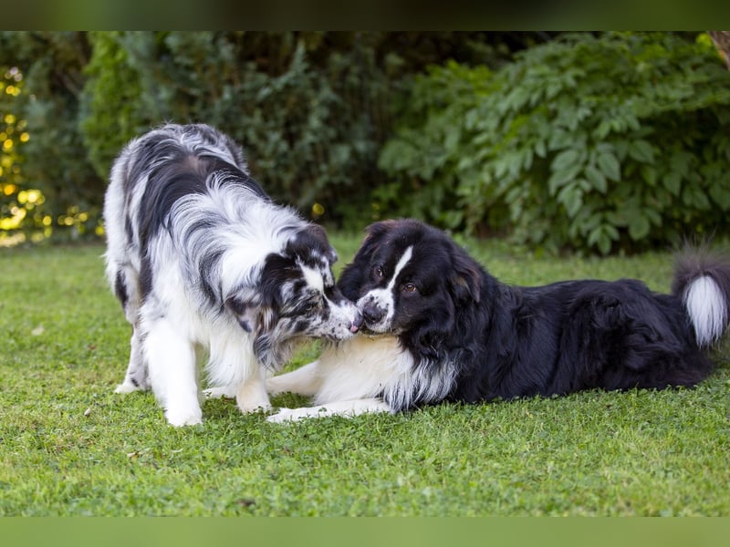 Australian Shepherd Deckrüde "Dust in the Wind vom Obersee"