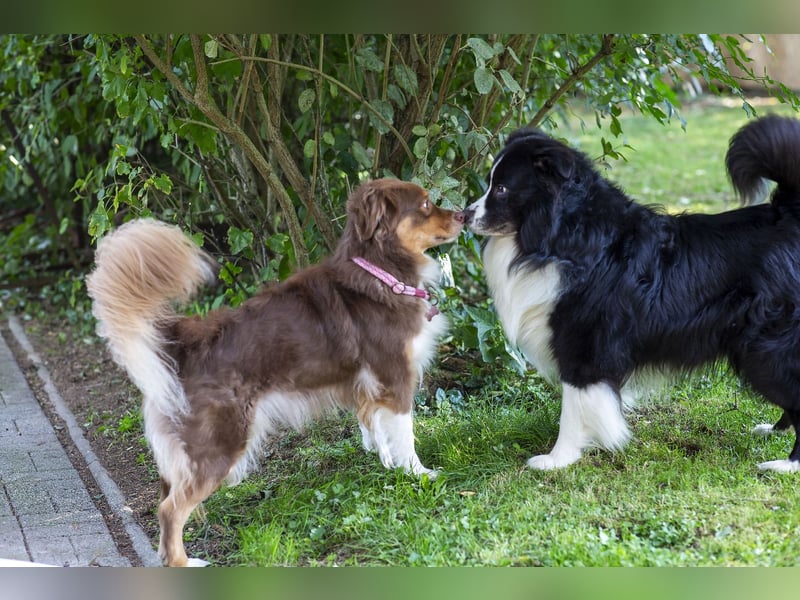 Australian Shepherd Deckrüde "Dust in the Wind vom Obersee"