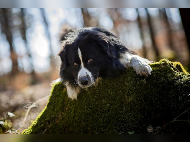 Australian Shepherd Deckrüde "Dust in the Wind vom Obersee"