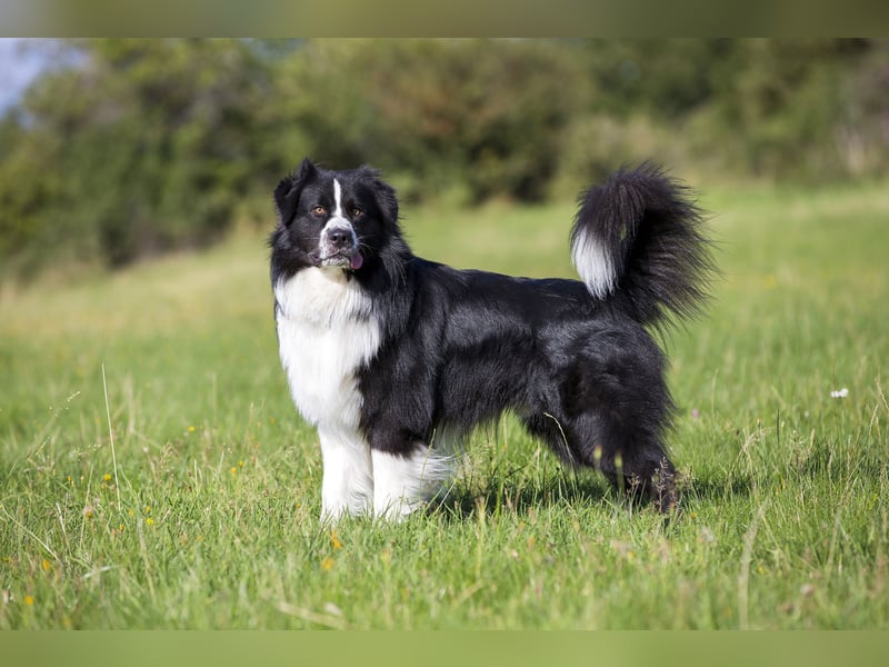 Australian Shepherd Deckrüde "Dust in the Wind vom Obersee"