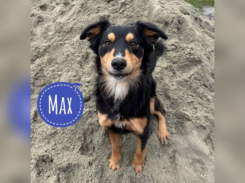 Max ein Familienhund