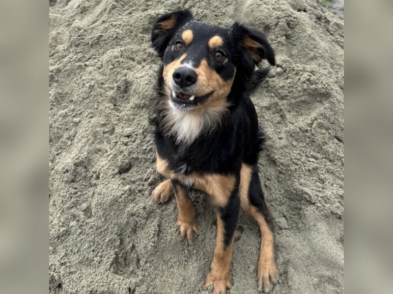 Max ein Familienhund